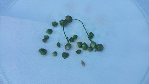 5 Pregnant Onion Pups Ornithogalum Longebracteatu Exotic Plant