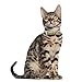 PUPTECK 2 PCS Soft Genuine Leather Cat Kitten Collar with Bells Adjustable for Girl Boy Cats Puppy - Black, Khaki