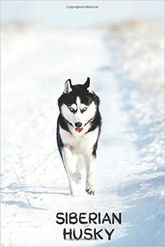 wild siberian husky