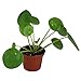 50Pcs Pilea Peperomioides Money Plant Seeds Tree Pancake Shape Home Garden Decor