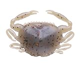 Berkley Gulp! Saltwater 2″ Peeler Crab, Molting, Outdoor Stuffs