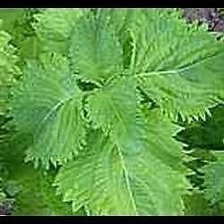 Pack Oriental Vegetable Seed Suffolk Herbs 'Perilla Green' Garden Seeds