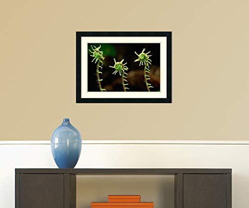 Framed Wall Art Print Deer Fern fiddleheads Pacific Coast North America by Gerry Ellis 26.00 x 19.38