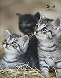 2019 Kitten Daily Planner: Hourly Organizer In 15 Minute Interval; Appointment Cat Calendar With Address Book & Note Section; Monthly & Weekly Goals Journal With Quotes; Academic Notebook by ZenWerkz