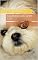 Livro Segredos do Shih Tzu