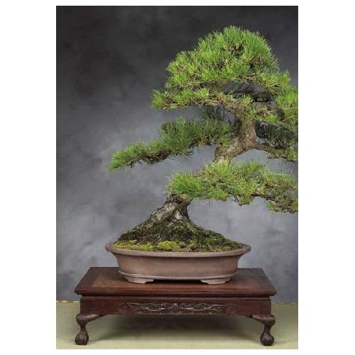 Bonsai Da Interno Al Miglior Prezzo Manomano Bonsai Da Interno Al Miglior Prezzo Manomano