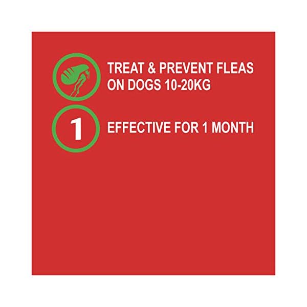 exelpet flea shampoo