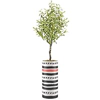 SIGNWIN Olive Tree with Striped Black & Red Vase with Polygons Geometric Shapes Minimalism Zen Relax/Calm Multicolor Dark for Living Room, Bedroom, Office - X-Large 5 Feet (60