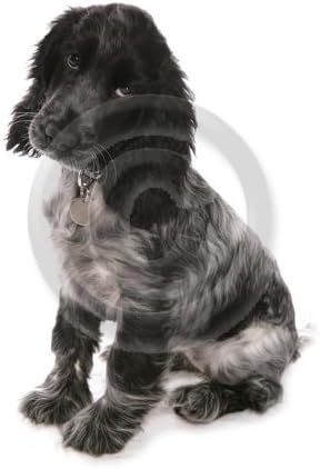 grey spaniel