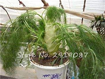 ASTONISH Seeds: Mixed: 100Pcs EU Fragrant Bulb Fennel Seeds Organic Vegetable Cooking SPS Anise Flavor Use in Soups, Salads, Stir-Fries