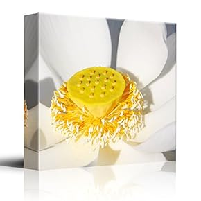 Vivid Closeup Photograph of Flower - Yellow and White Petal - Nature Series - Canvas Art Home Art - 12x12 inches