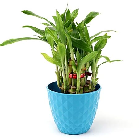 Ferns N Petals 2 Layer Lucky Bamboo Plant Live Indoor Blue Plastic Pot 3 X 3 Inches
