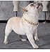 TUOKAY Iced Out Gold Dog Collar Gold Chain for Dog Costume Chain Bling Big Dog Necklace Chain Miami Cuban Necklace for Dog Cat (20mm Thick) (Gold Dog Collar Cuban Chain)