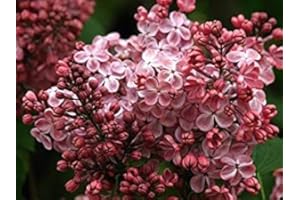 25 Pink Lilac Fragrant Tree Seeds Hardy Perennial Shrub Garden Bloom:Seeds : Seeds in The Packet
