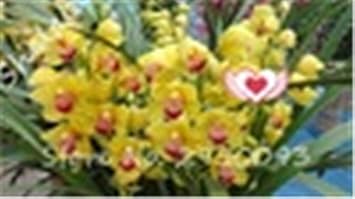 100 Nouvelles Pièces Exotiques Cymbidium Flore Arc En