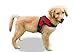 Copatchy No Pull Reflective Adjustable Dog Harness With Handle- Comfortable Soft All Weather Mesh, Easy On Puppy Harness For Small Medium and Large Dogs (Red) Medium
