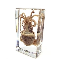 Squid Cuttlefish Specimen in Acrylic Block