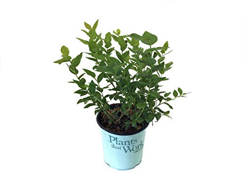 Premier Plant Solutions 19558 High Bush Plants That