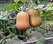Butternut Squash ‘Honey Nut’