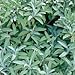 Sage Herb 100 Seeds - GARDEN FRESH PACK!