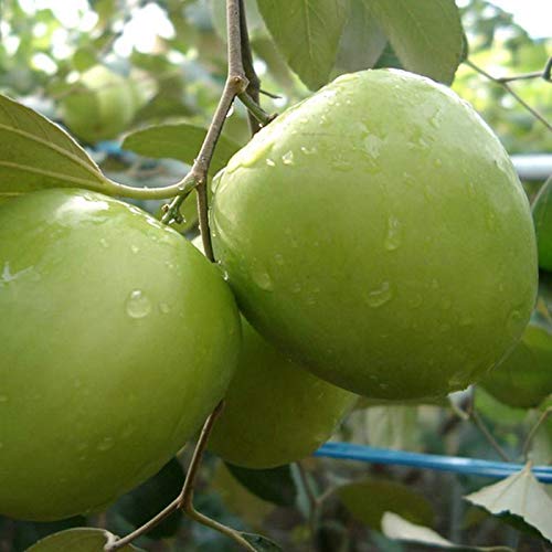 Coconut Lagoon High Yield Hybrid Rare Ziziphus Mauritiana Indian Jujube Bare Ber Apple Fruit Plant 1 Plant Buy Online In China At China Desertcart Com Productid