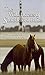 Wild Horses of Shackleford Banks by 