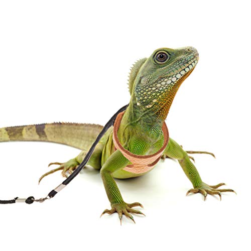4 Mihachi+Adjustable+Bearded+Harness+Amphibians