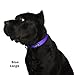 “Classic Comfort Dog Collar Premium Nylon Neoprene Padded Dog Collar for Large Sized Dog Comfortable Collar for Your Dog by Wagtime Club (Vibrant Purple) L