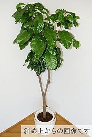 Amazon ピンポンの木 珍品 高さ195ｃｍ前後 プラ鉢10号 鉢カバー別 観葉植物 オンライン通販