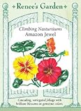 Nasturtium - Climbing Amazon Jewel Seeds