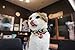 Necoichi Daruma Charm Bow Tie Cat Collar (Red)