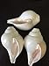 Genuine Vamavarti Shankh / Conch Shell Horn (White, 6