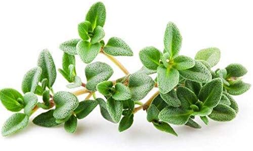 Herb Garden Seed,Basil, Rosemary,Lemongrass, Parsley,Thyme Seeds for Planting (Basil) Hot Sales Perennial for Garden Happy Farm 100PCS (Thyme)