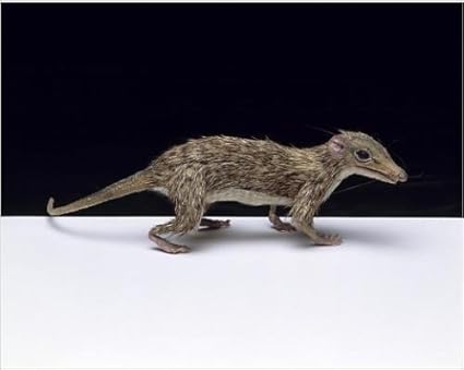 Imprimé photographique de Megazostrodon: Amazon.fr: Cuisine &amp; Maison