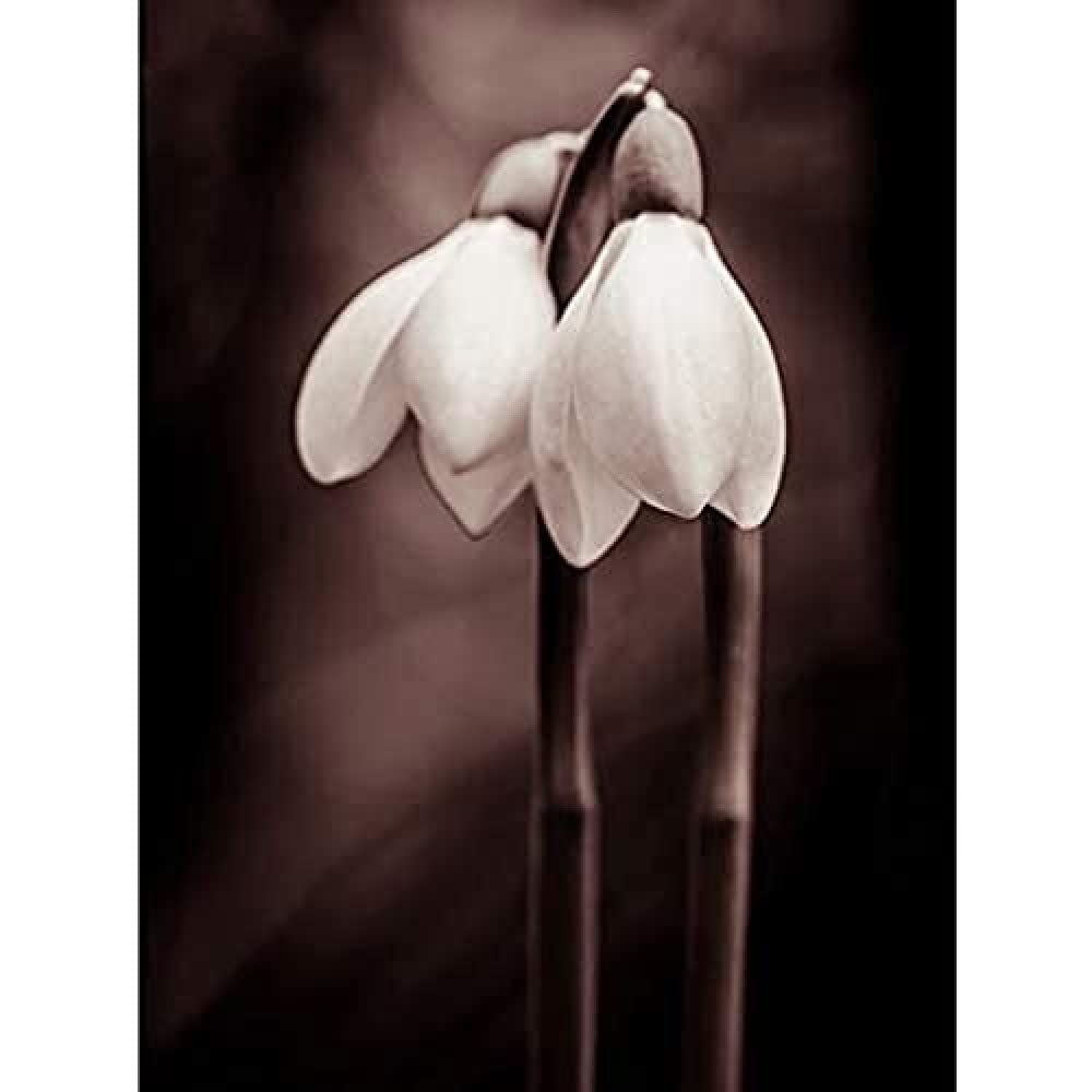 Two Snowdrops Photograph Art Print Canvas Premium Wall Decor Poster