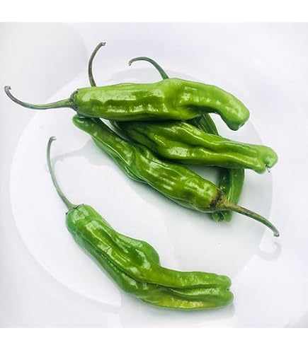 Amazon.com: Sunset Shishito Peppers, 8 OZ : Grocery & Gourmet Food