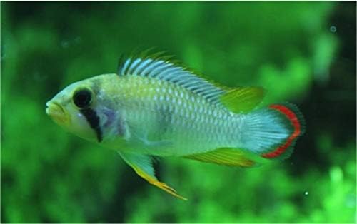 熱帯魚 南米ドワーフシクリッド Ap パンドリニ クリアランスsale 期間限定 サイズ 3 5cm 欧州ブリード 2ペア