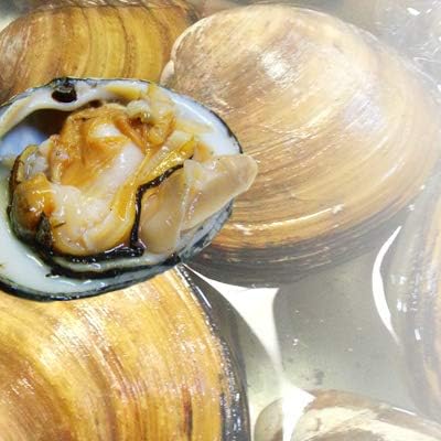 Amazon ほっき貝 活 2kg 6 8個 北海道産 ホッキ貝 北寄貝 道産ネットミツハシ 鮮魚 通販