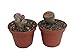 Living Stone Plant - Lithops - 2" POT - Strange Plant