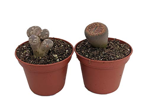 Living Stone Plant - Lithops - 2 Living Stone Plant - Lithops - 2