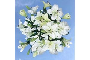 GlobalRose 20 Fresh Cut White Asiatic Lilie - Fresh Long Stem Flowers