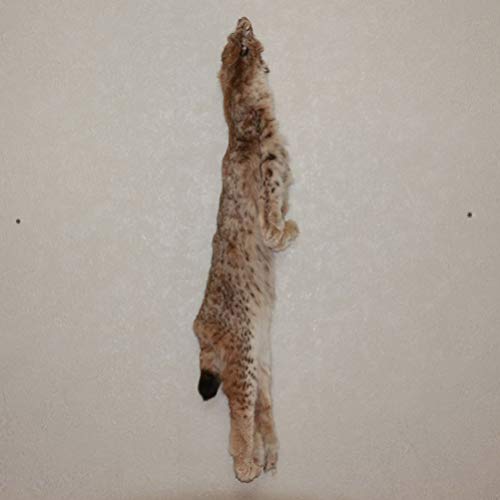 StoreTaxidermy LLC (Taxidermy Studio) Eurasian Lynx Tanned Fur PELT - NOT Bobcat Skin, Hide for Sale - Real, Decor, Genuine - ST4693