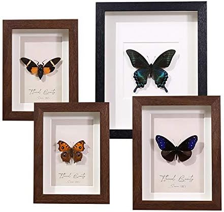 Real Butterfly Specimen Picture Frame, Natural Art Wall Decor for Interior Home Living/Bed/Dining Room, Gifts for Kids, Childred, Teen Boy and Girls,E-20×15cm