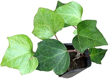 Amazon ヘデラ カナリエンシス 28ポットセット 常緑 苗 観葉植物 グランドカバー オカメヅタ 植木