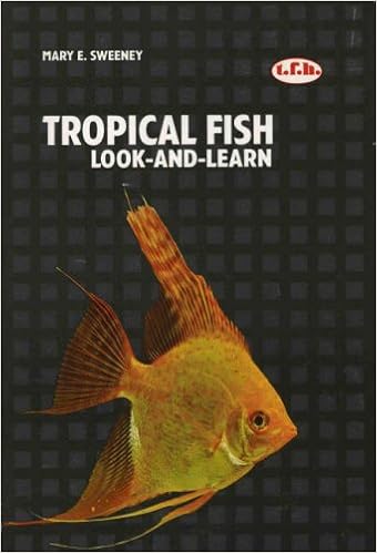 basic tropical fish