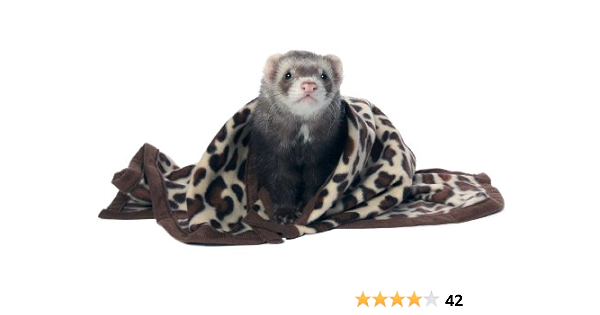 ferret blanket