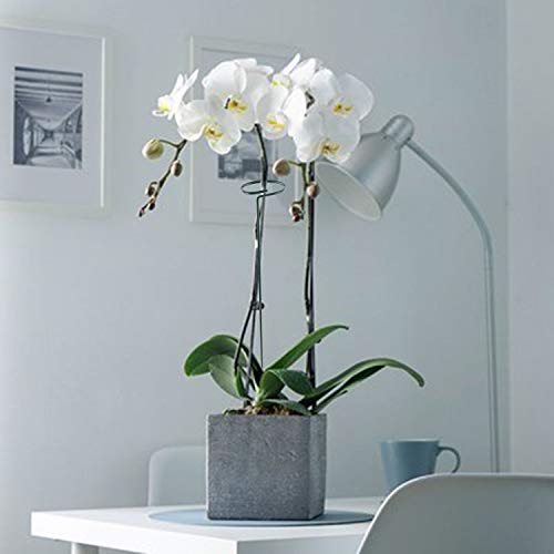 Fashionclubs 6 Pack Plant Support Stakes, Single Stem Support Stakes Metal Garden Flower Support Stakes Plant Cage Support Rings with 12pcs Plant Clips, 17.8" Amaryllis Stakes for Tomatoes Orchid Lily