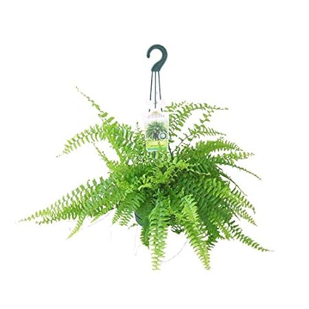 Agriculo Boston Fern Live Natural Plant (Pot Included) with 2 Inches Coco Peat Disc