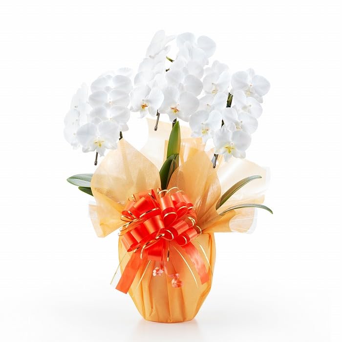 【サムライフラワー】ミニ胡蝶蘭 3本立 白 27輪以上※つぼみを含む商品画像