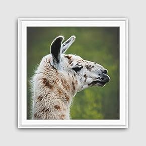 Framed Canvas Wall Art Alpaca Canvas Prints Home Artwork Decoration for Living Room,Bedroom - 16x16 inches